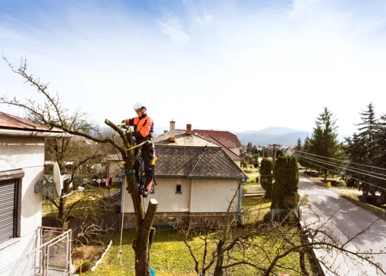 elagage dans le jardin d un particuliers à grenoble